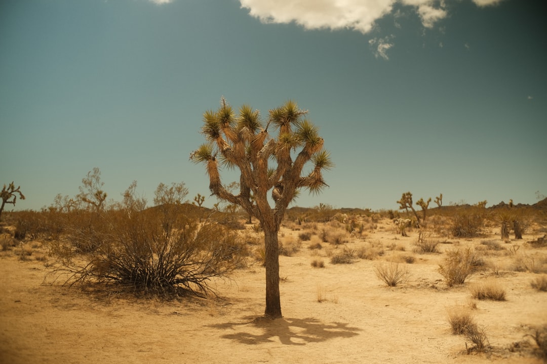 How to Get a Passport in Casa Conejo, CA: Step-by-Step Guide