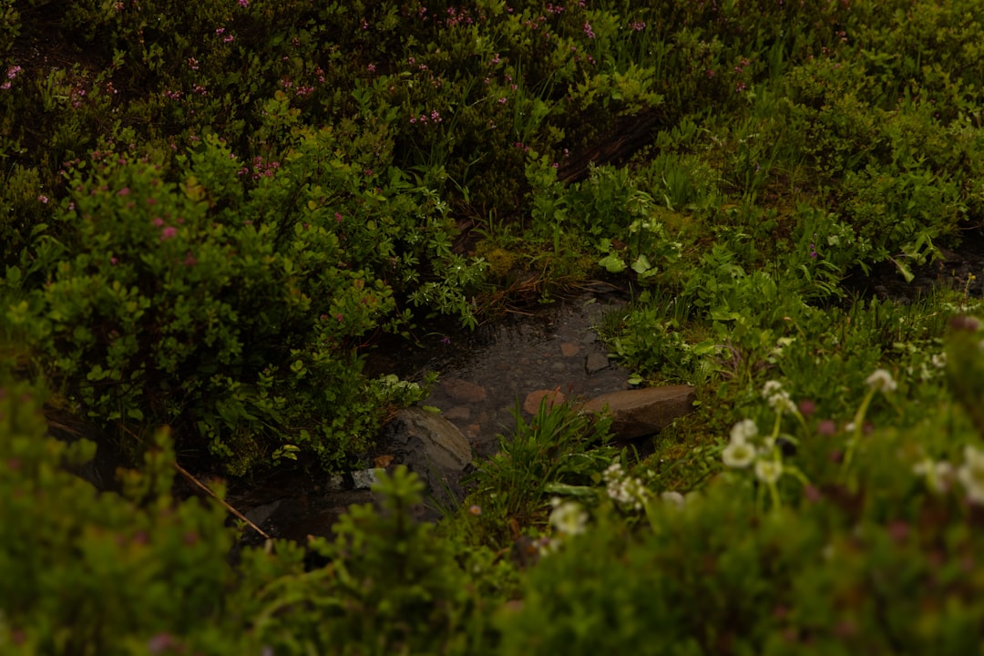 How to Get a Passport in Cavetown, MD: Step-by-Step Guide