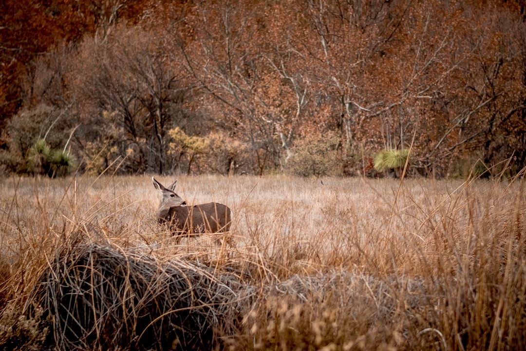 How to Get a Passport in Clacks Canyon, AZ: Facilities & Steps