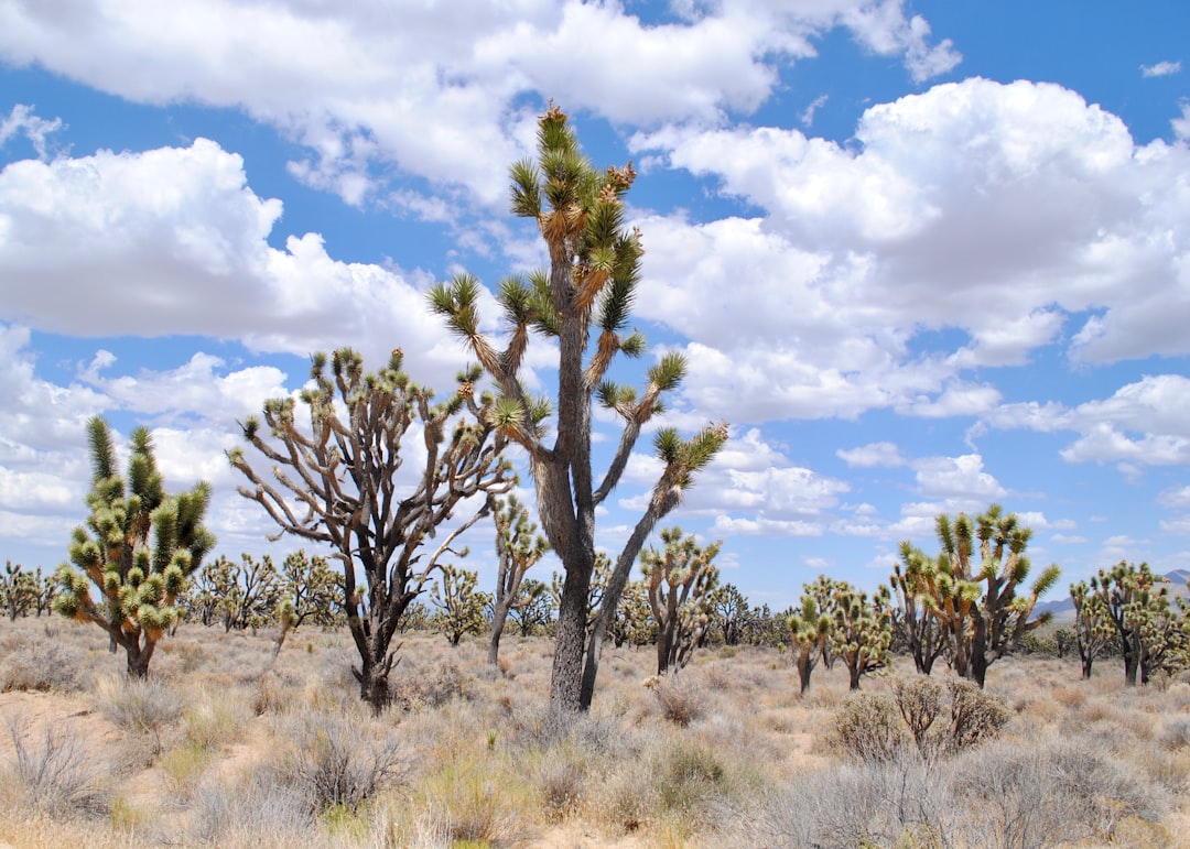 How to Get a Passport in East Tulare Villa, CA: Steps & Facilities