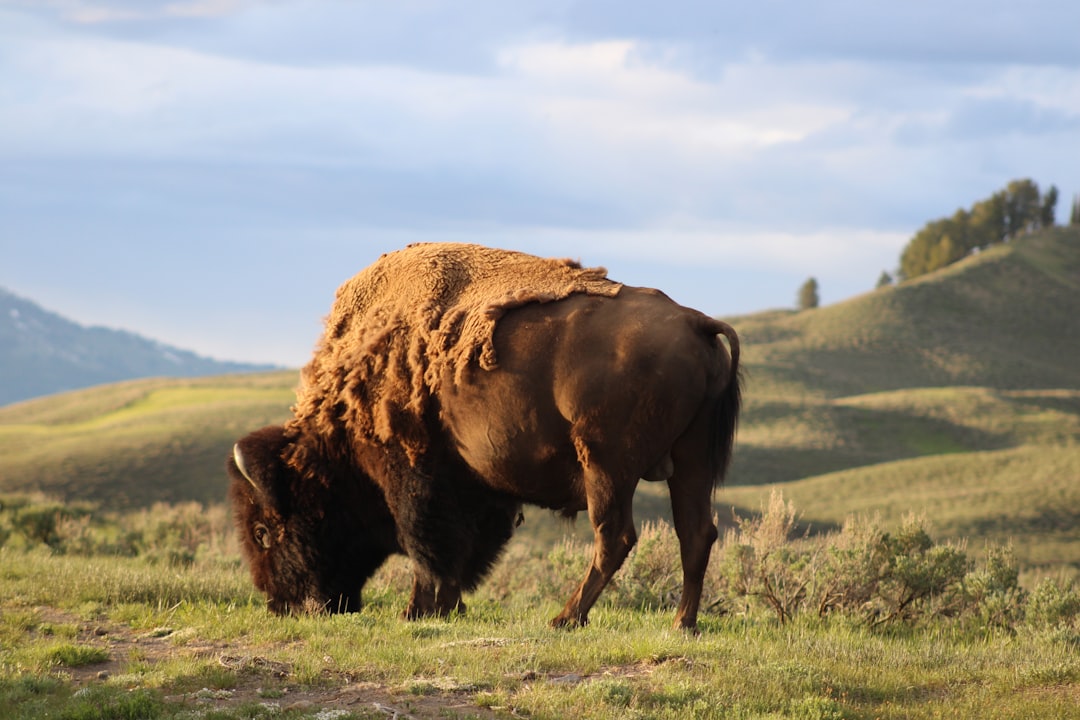 How to Get a Passport in Elk Mountain, WY: Step-by-Step Guide