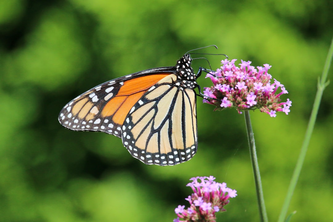 How to Get a Passport in Leesburg, IN: Facilities & Steps