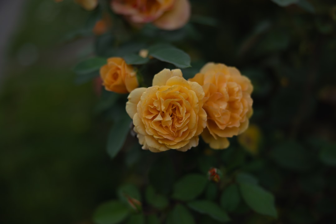 How to Get a Passport in Merrill, OR: Klamath County Guide