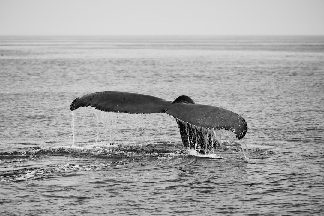 How to Get a Passport in Millis-Clicquot, MA: Steps & Facilities