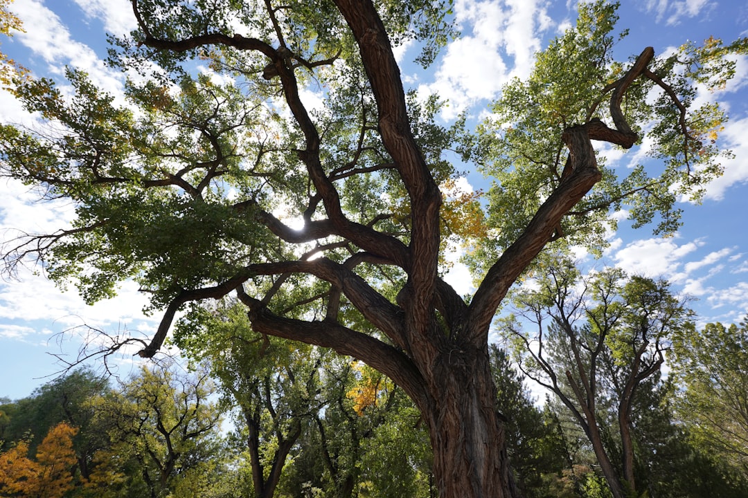 How to Get a Passport in Monument, NM: Forms, Facilities & Tips