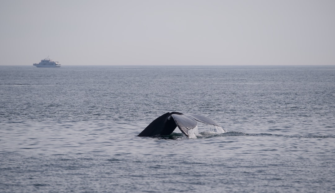 How to Get a Passport in North Eastham, MA: Step-by-Step