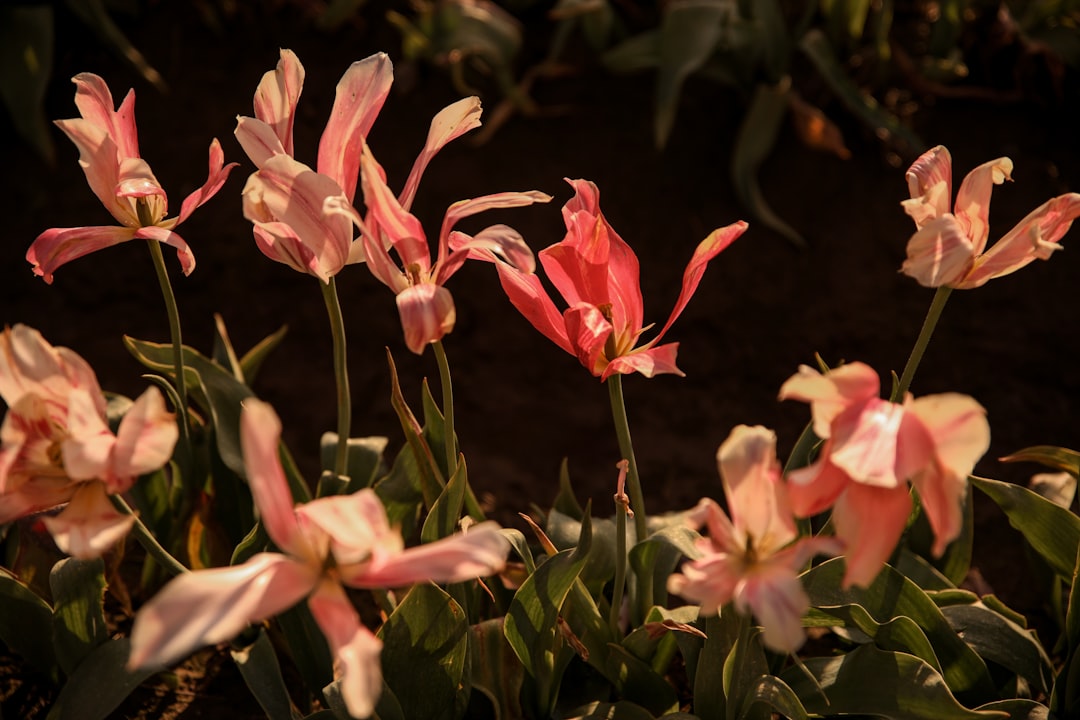 How to Get a Passport in Roseburg North, OR: Complete Guide