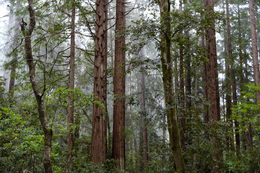 How to Get a Passport in Searles Valley, CA: Full Guide