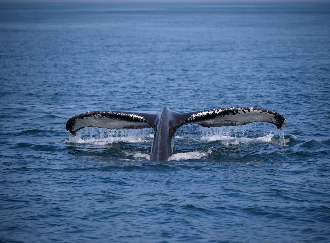 How to Get a Passport in West Concord, MA: Step-by-Step Guide