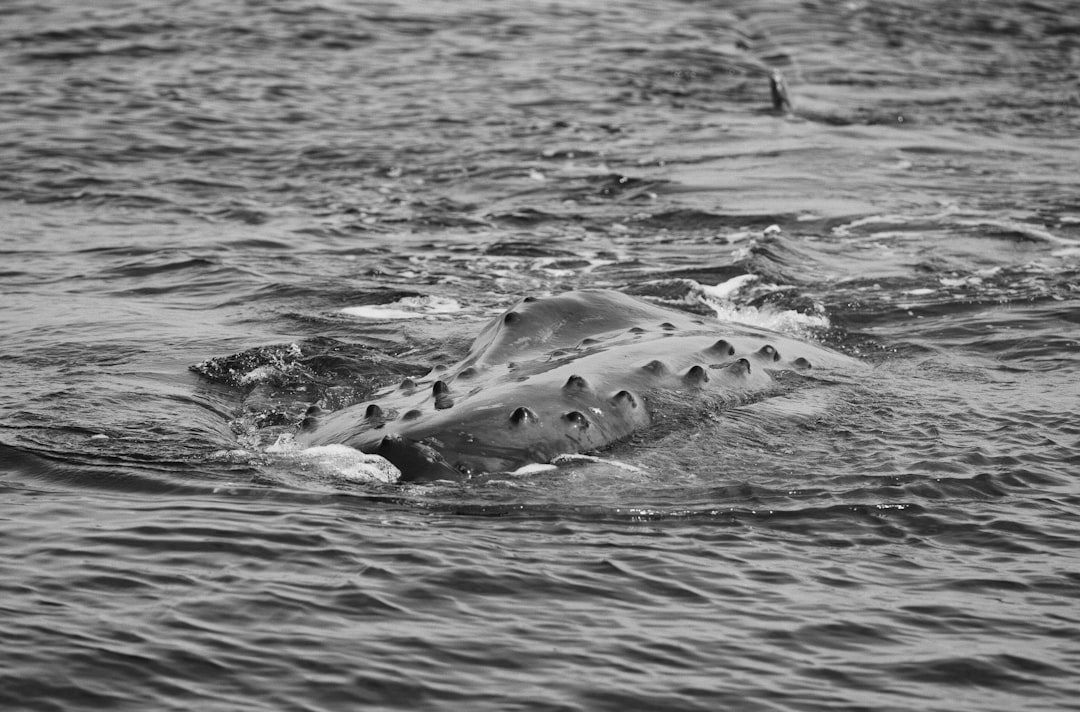 How to Get a Passport in Weweantic, MA: Step-by-Step Guide