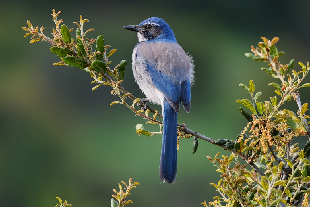 Hydesville CA Passport Guide: Facilities, Forms, Delays & Tips