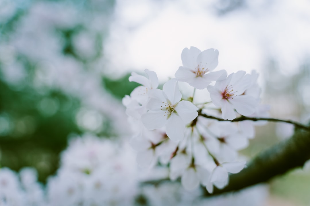 Kingstown MD Passport Guide: Facilities, Forms & Eastern Shore Tips