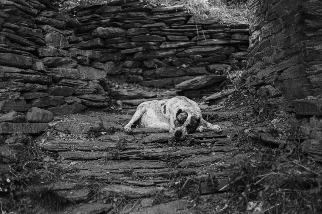 KSU Passport Guide: Steps & Facilities Near Kennesaw, GA