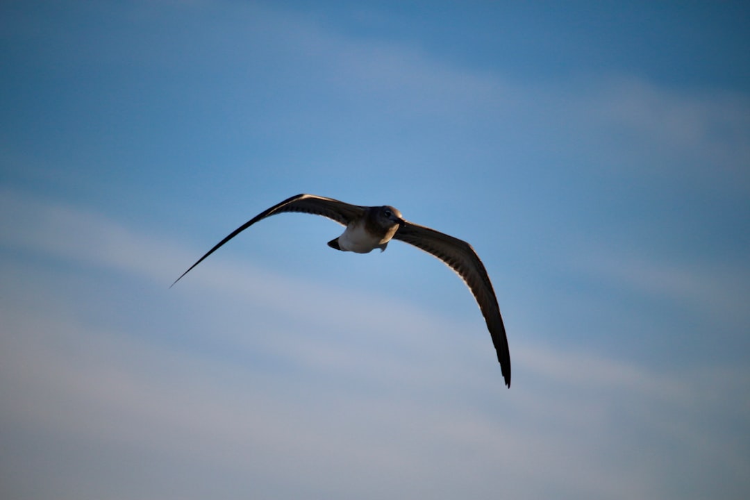 Lincoln, DE Passport Guide: First-Time, Renewals, Replacements