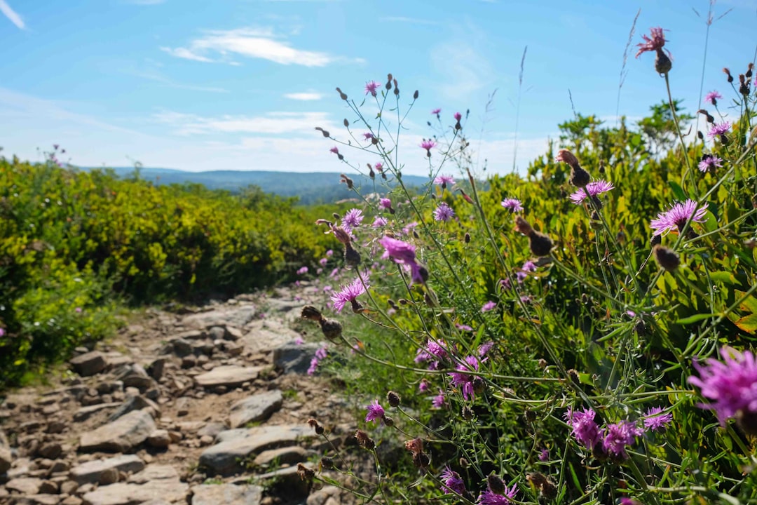 Northfork WV Passport Guide: Apply, Renew, Locations Nearby
