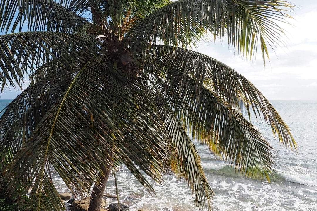 Passport Application Guide for Mansión del Sol, PR Residents