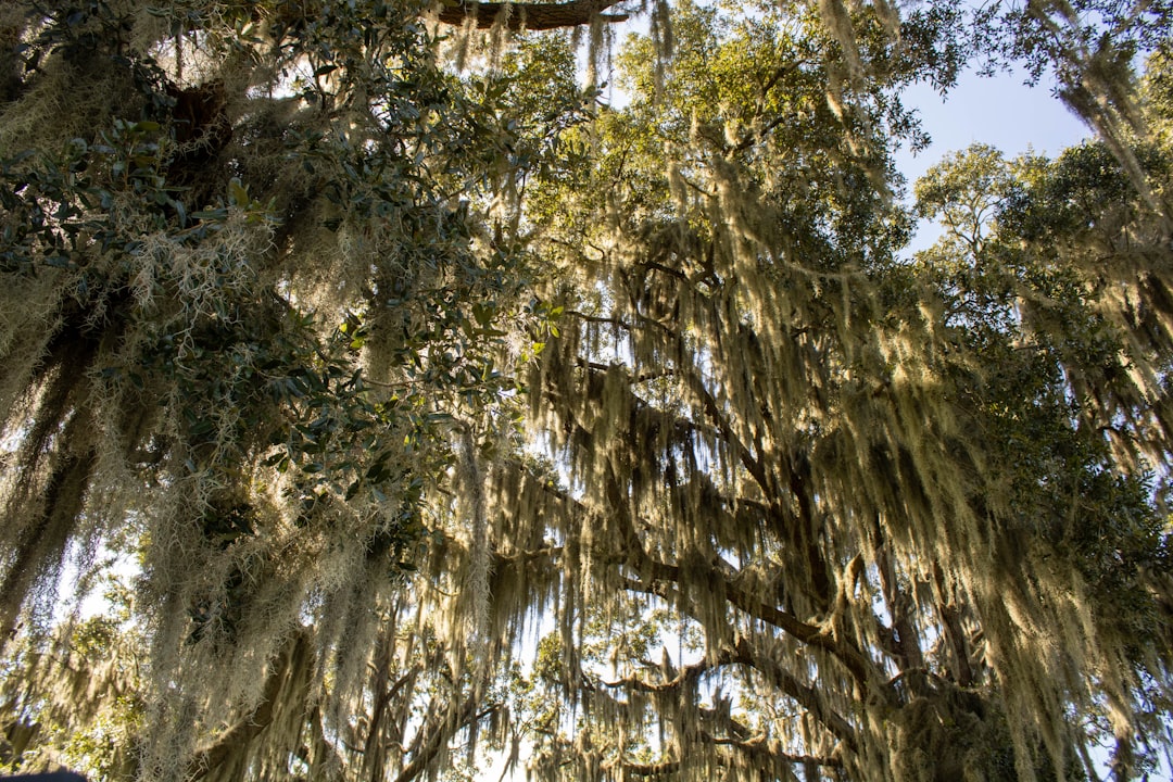 Passport Guide for Adams Run, SC: Steps, Facilities, Times