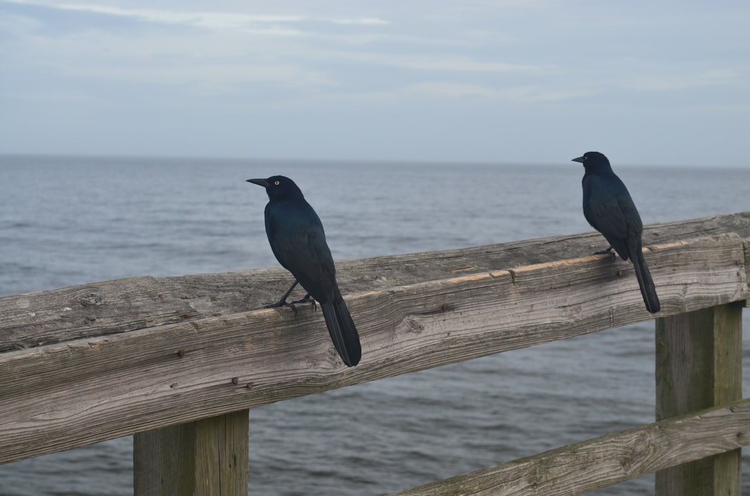 Passport Guide for Duck NC: Steps, Facilities, Forms & Tips