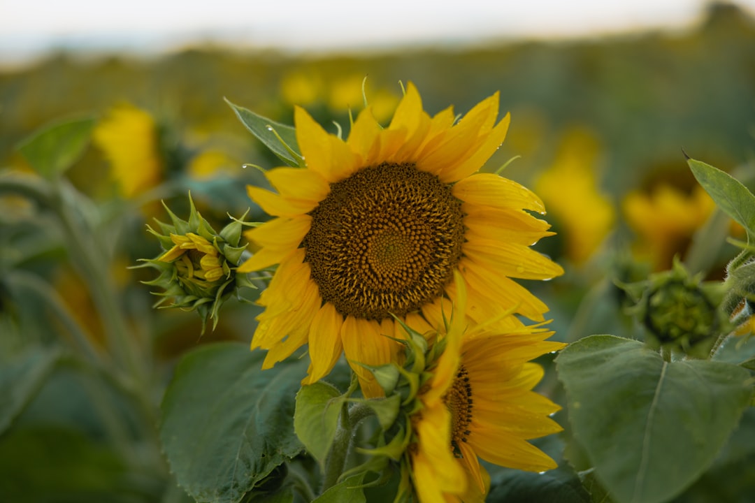 Passport Guide for Fossil, Oregon: Apply, Renew, Facilities