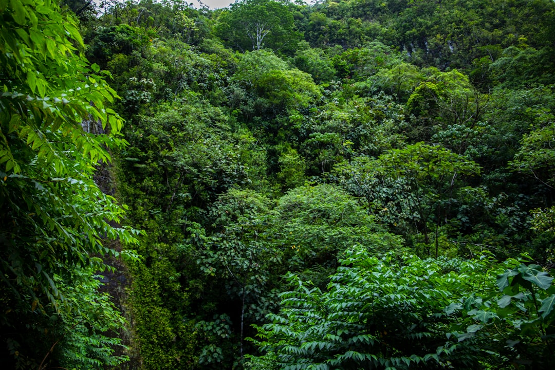 Passport Guide for Launiupoko HI: Apply, Renew, Facilities