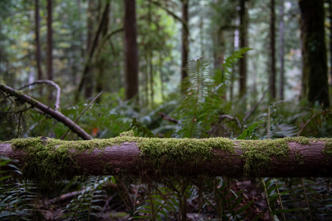 Passport Guide for Malo, WA: Steps, Facilities & Documents