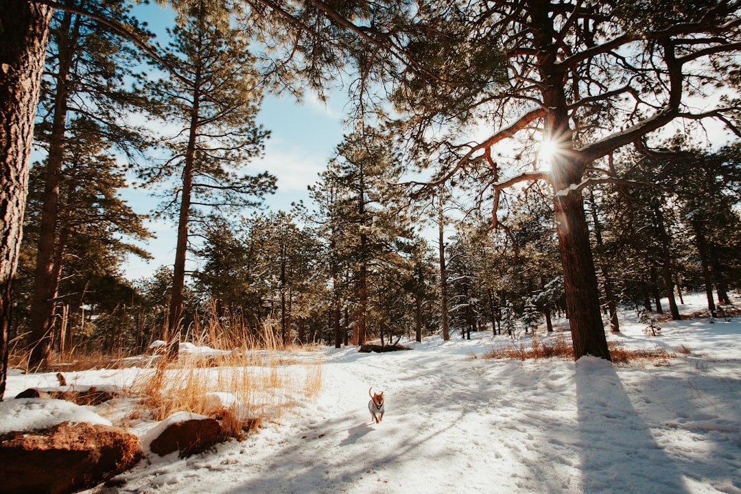 Passport Guide for Marble, CO: First-Time, Renewals, Gunnison Sites
