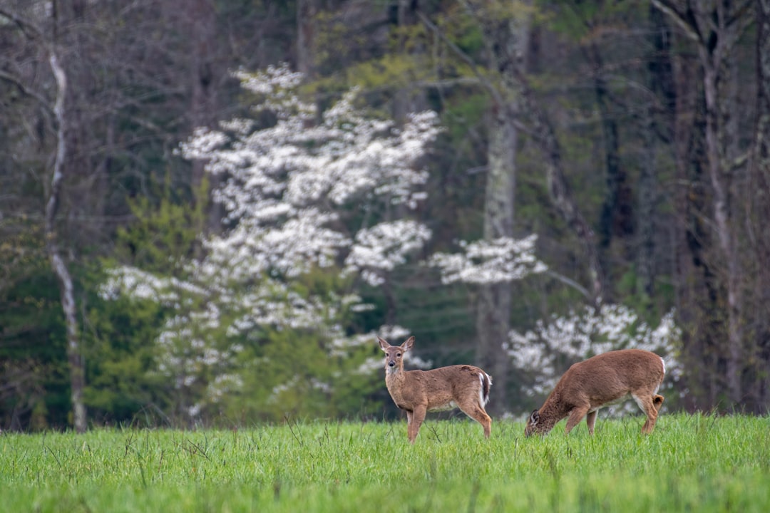 Passport Guide for Medon, TN: First-Time, Renewal & Jackson Spots