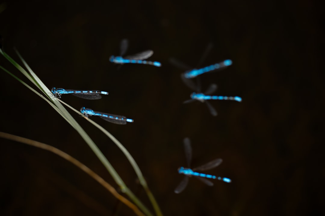 Passport Guide for Midway, UT: Facilities, Forms & Tips