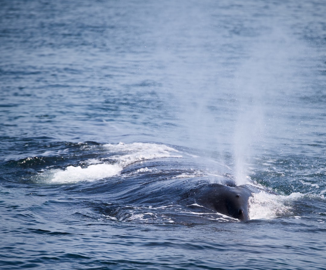 Passport Guide for Monson Center, MA: Apply, Renew, Facilities