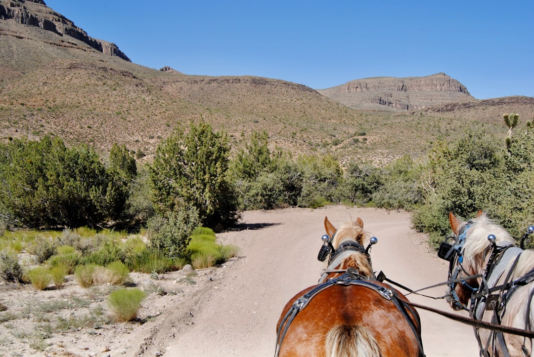 Passport Guide for Nakaibito NM: DS-11, Renewals, Gallup Locations