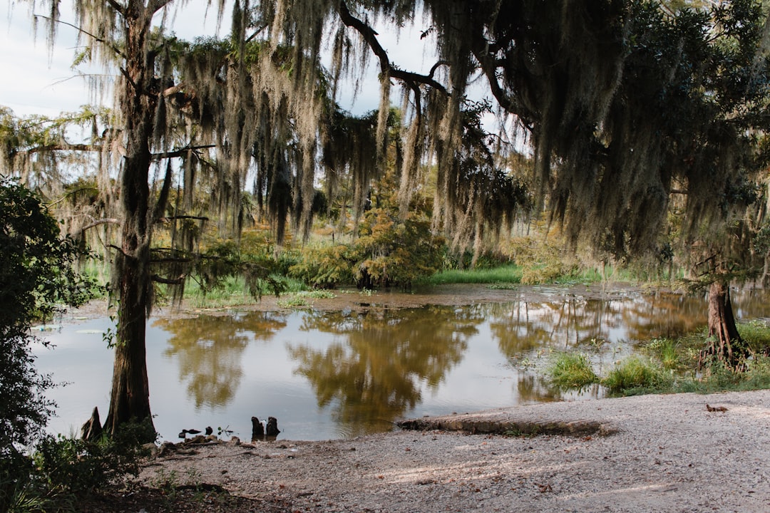 Passport Guide for Palmetto LA: Applications, Renewals, Facilities