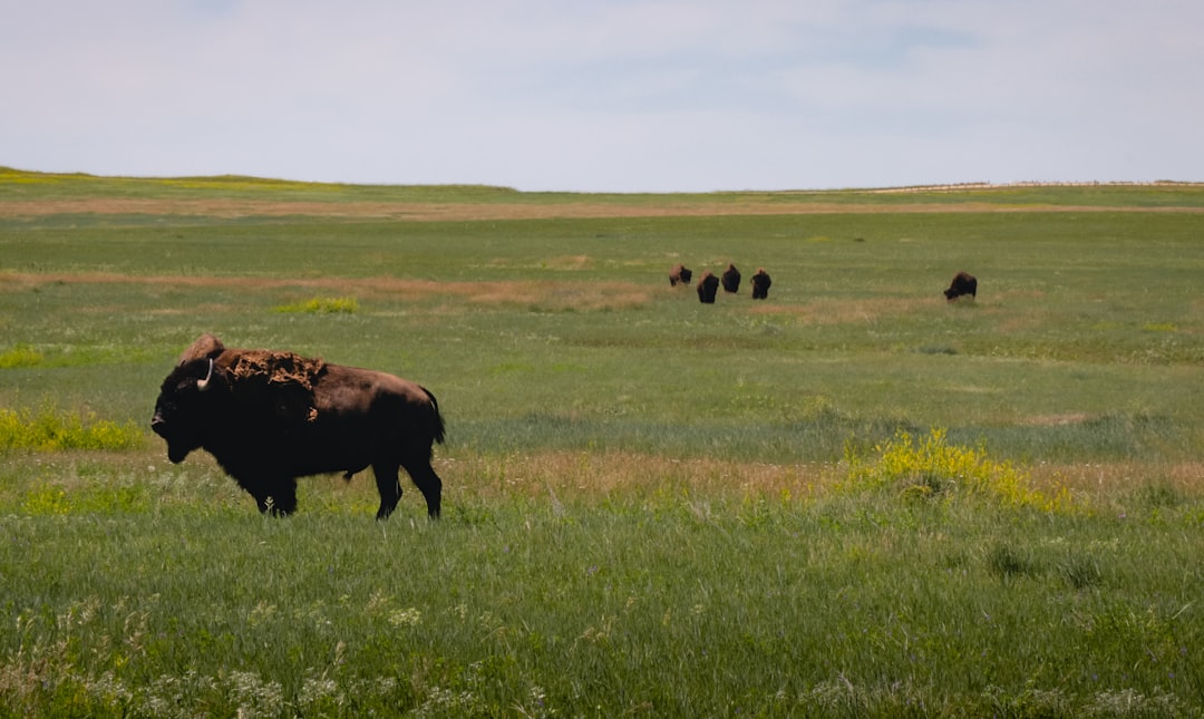 Passport Guide for Wasta SD: Rapid City Drive & Process