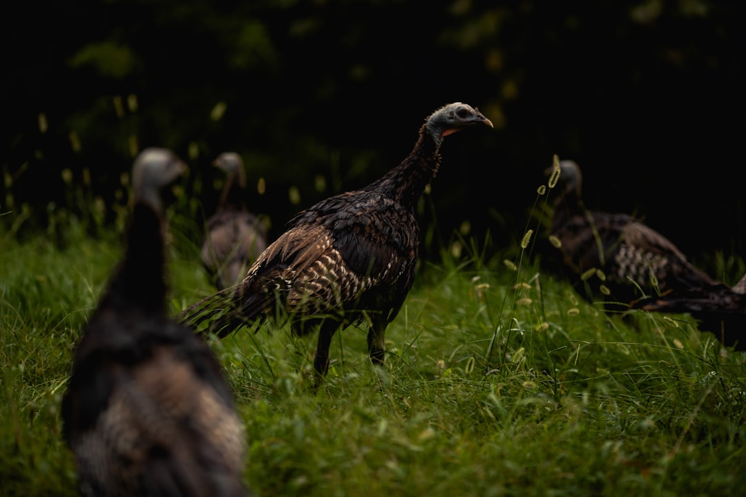 Passport Guide Midtown TN: Facilities, Forms, Processing