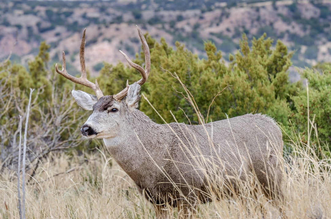 Passport Guide Sheffield TX: Steps, Facilities, Local Tips