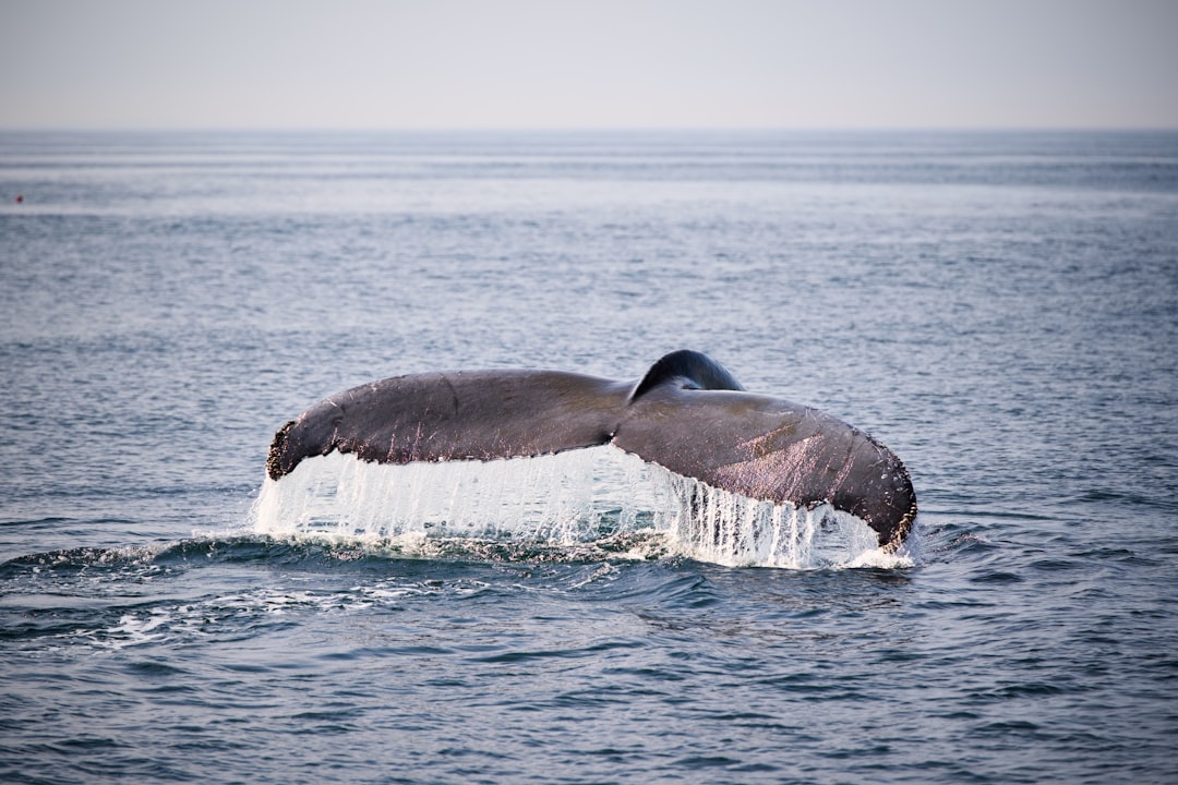 Passport Guide Vineyard Haven MA: Steps Facilities Tips