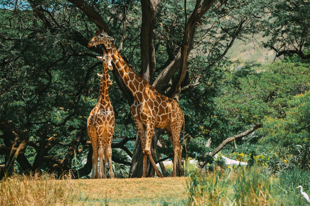 Passport Guide Waianae HI: Steps Facilities Tips Birth Certs