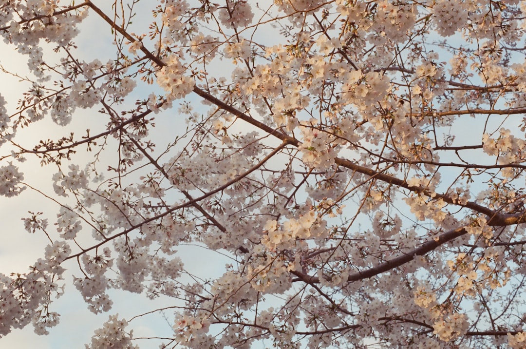 Passport in Half Moon, NC: Steps, Facilities, Checklists