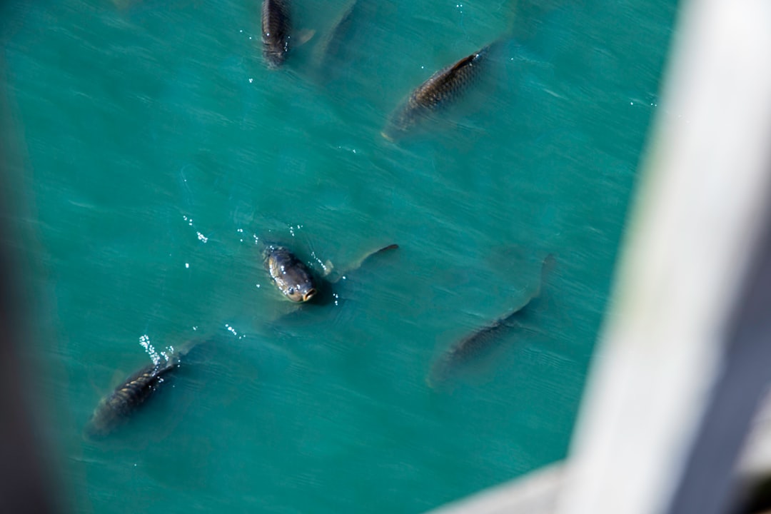 Passport in Wedgefield SC: Sumter Facilities & Application Steps