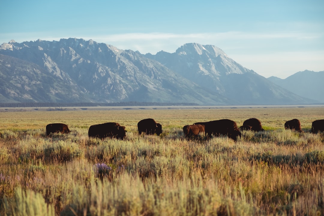 Passport Services Guide for Opal, WY: Steps, Facilities Near Kemmerer