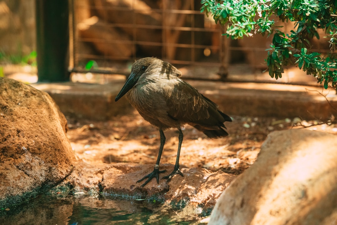 Passport Services in Hawaii: Applications, Locations & Timelines