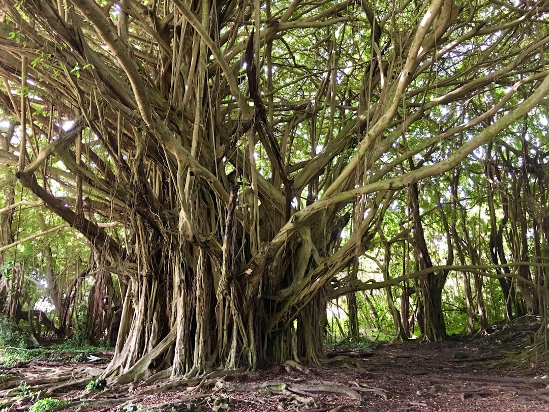 Passport Services in Kapaa HI: Apply, Renew, Facilities Guide