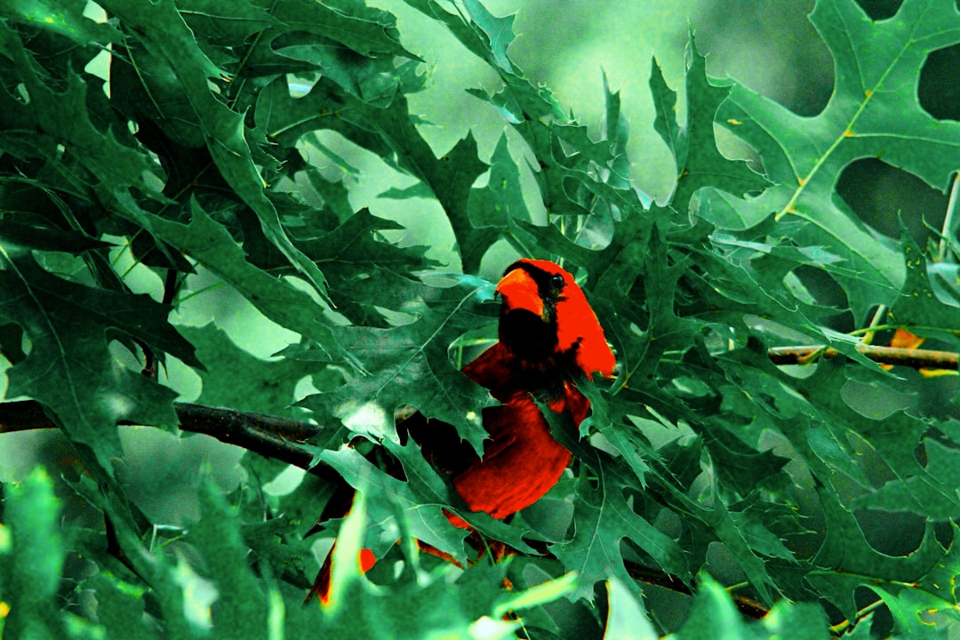 Passport Services in New Knoxville OH: DS-11, Renewals, Local Tips