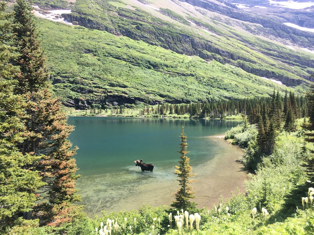 Passport Services in Montana: Applications, Locations & Timelines