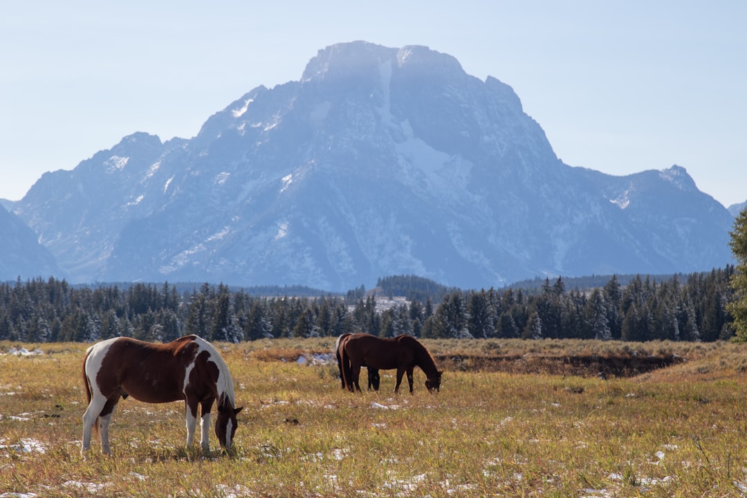 Passport Services in Wyoming: Applications, Locations & Timelines