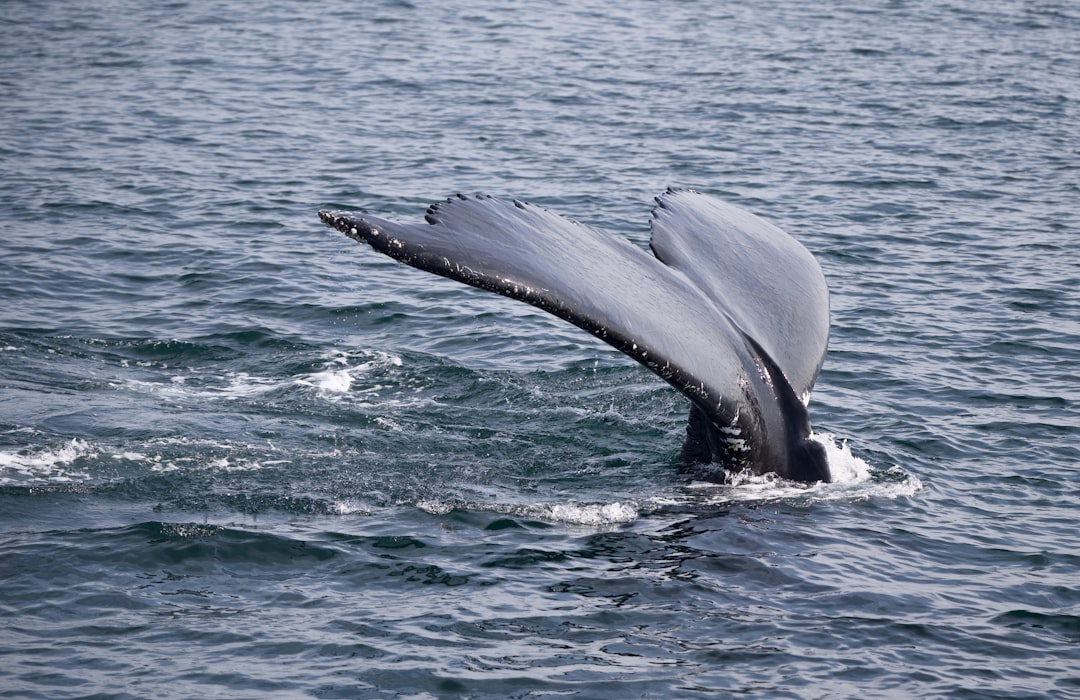 Pinehurst MA Passport Guide: Apply, Renew, Facilities