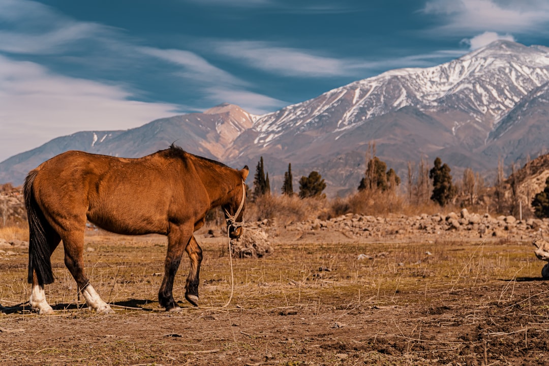 Preston, NV Passport Services: Complete Application Guide