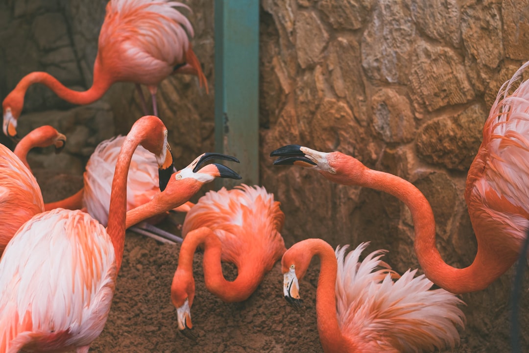 Santa Fe TX Passport Guide: Apply, Renew, Facilities & Tips