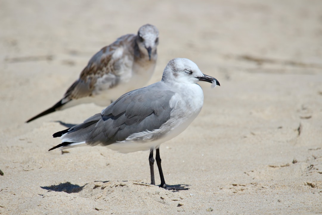 Wilmington DE Passport Guide: USPS Locations, Forms & Checklists